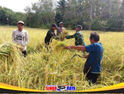 Babinsa Koramil 1009-03/Bati-Bati Panen Padi Bersama Poktan Karya Sentosa Desa Bentok