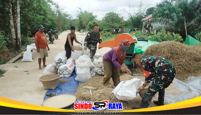 Babinsa Koramil 02/Sejangkung Bantu Warga Rontokkan Padi Hasil Panen