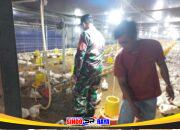 Perkuat Kemanunggalan TNI–Rakyat, Babinsa Dampingi Peternak Ayam