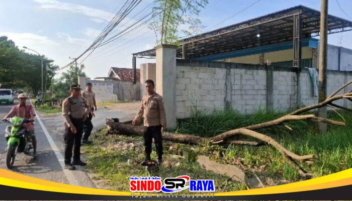 Respon Sigap, Polres Sampang Evakuasi Pohon Tumbang di Jalur Jrengik