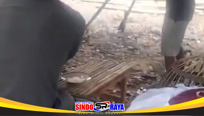 Judi Sabung Ayam Diduga Masih Beroperasi di Balung Jember, Instruksi Kapolri Jadi Sorotan