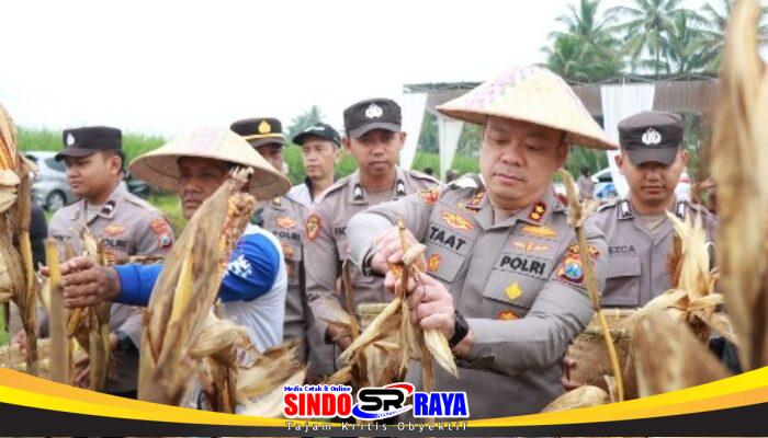 Polres Malang Panen Raya Jagung, Hasil 8 Ton untuk Dukung Stok Pangan