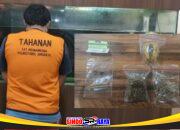 Tersangka pengedar ganja Surabaya dan barang bukti paket ganja siap edar hasil sitaan Polrestabes Surabaya.