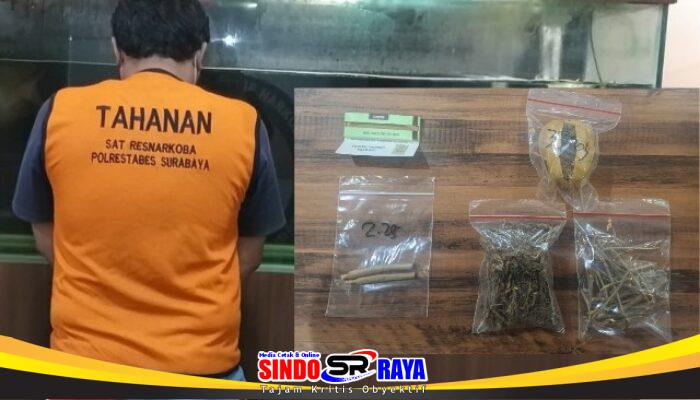 Satresnarkoba Polrestabes Surabaya Bekuk Pengedar Ganja dan Sita Barang Bukti di Dua Lokasi Berbeda