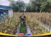 Dukung Ketahanan Pangan, Babinsa Koramil 1002-08/LAU Bantu Petani Panen Tomat
