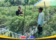 Babinsa Koramil 1008-06/Banua Lawas–Pugaan Laksanakan Pendampingan Hanpangan Panen Cabe