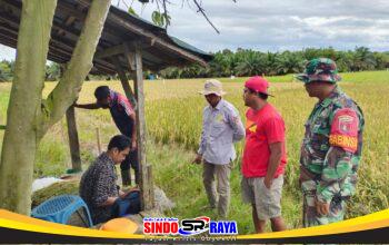 Melalui Komsos Babinsa Kodim 1009/Tla, Menjalin Silaturahmi Serta Pendampingan Kepada Petani
