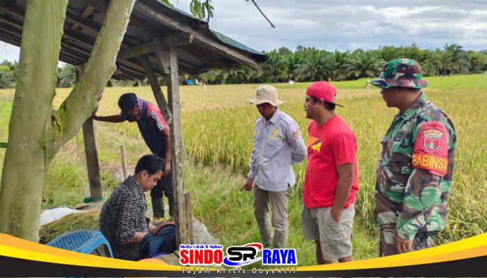 Melalui Komsos Babinsa Kodim 1009/Tla, Menjalin Silaturahmi Serta Pendampingan Kepada Petani