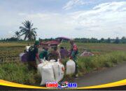 Panen Padi Bersama Petani, Babinsa Apresiasi Kinerja Petani dalam Mewujudkan Ketahanan Pangan