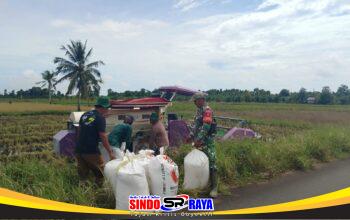 Panen Padi Bersama Petani, Babinsa Apresiasi Kinerja Petani dalam Mewujudkan Ketahanan Pangan