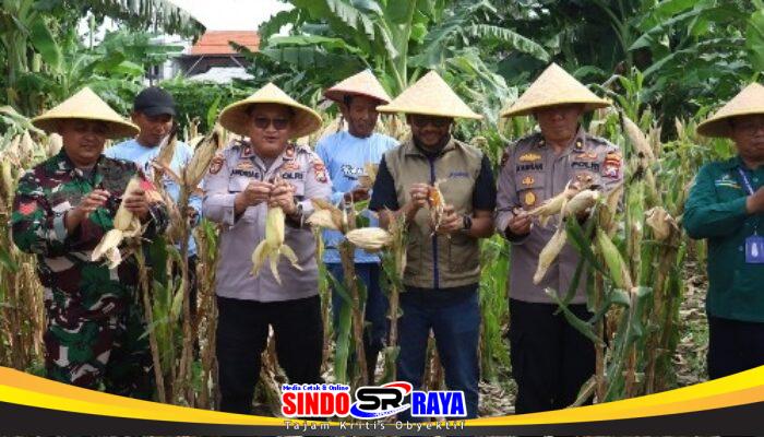 Dukung Asta Cita, Polres Pelabuhan Tanjung Perak Panen 1,6 Ton Jagung di Tambak Wedi