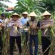 Dukung Asta Cita, Polres Pelabuhan Tanjung Perak Panen 1,6 Ton Jagung di Tambak Wedi