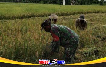 Babinsa Koramil 1002-03/Haruyan Dampingi Warga Panen Padi