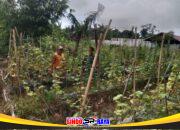 Babinsa Koramil 1002-08/Labuan Amas Utara Bantu Warga Panen Mentimun, Dukung Ketahanan Pangan