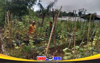 Babinsa Koramil 1002-08/Labuan Amas Utara Bantu Warga Panen Mentimun, Dukung Ketahanan Pangan