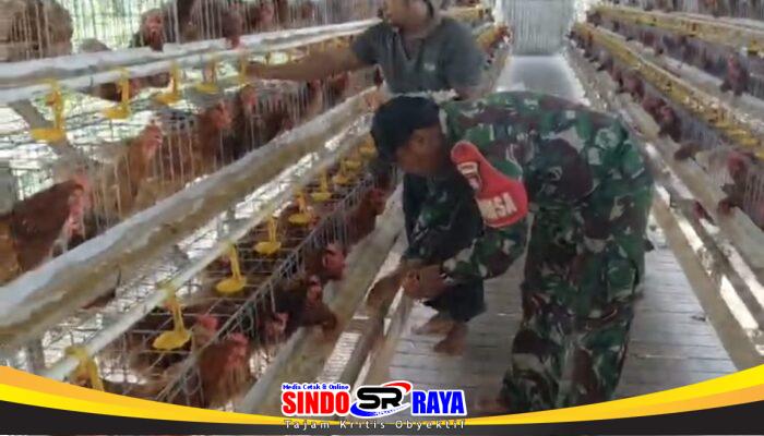 Perkuat Ketahanan Pangan Desa, Babinsa Pandawan Dampingi Peternak Ayam Petelur