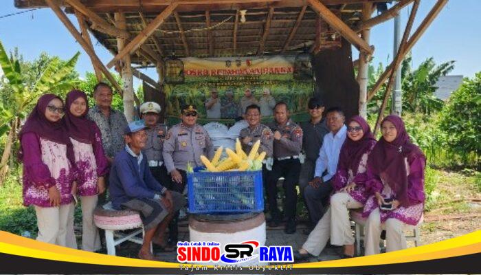 Dukung Program Asta Cita, Polsek Kenjeran Panen Raya 1,8 Ton Jagung Manis di Tambak Wedi.