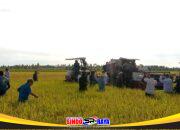 Pasi Log Kodim 1208/Sambas Ikuti Panen Padi Dalam Rangka Hanpangan dan Kerja Sama Pemerintah Sarawak dan Kabupaten Sambas