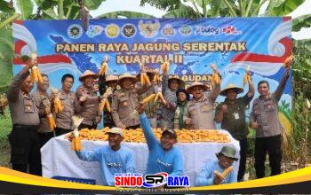 Personel Polsek Kenjeran bersama warga dan petani saat Panen Raya Jagung Serentak di Tambak Wedi, Surabaya.