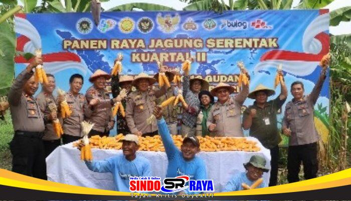 Dukung Ketahanan Pangan, Polsek Kenjeran dan Warga Tambak Wedi Gelar Panen Raya Jagung