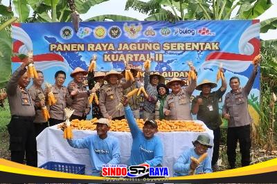 Personel Polsek Kenjeran bersama warga dan petani saat Panen Raya Jagung Serentak di Tambak Wedi, Surabaya.
