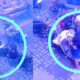 Motor Scoopy Hilang di Warkop Kenjeran, Aksi Pelaku Curanmor Terekam CCTV