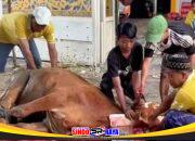 Panitia kurban dari Sindoraya.com bersama warga menyembelih sapi kurban Iduladha 1447 H di Desa Mojosarirejo, Driyorejo, Gresik.
