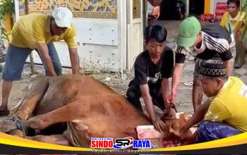 Kolaborasi Tiga Media Online Gelar Kurban Iduladha 1447 H, Bagikan Daging di Gresik dan Surabaya.