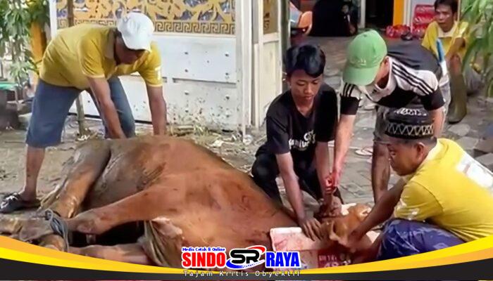 Kolaborasi Tiga Media Online Gelar Kurban Iduladha 1447 H, Bagikan Daging di Gresik dan Surabaya.