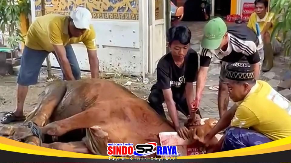 Panitia kurban dari Sindoraya.com bersama warga menyembelih sapi kurban Iduladha 1447 H di Desa Mojosarirejo, Driyorejo, Gresik.