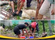 Panitia DPP Aliansi Madura Indonesia menyembelih hewan kurban sapi dan kambing pada Iduladha 1447 H di Surabaya.