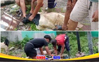 DPP Aliansi Madura Indonesia Bagikan Daging Kurban Iduladha 1447 H dari 1 Sapi dan 5 Kambing