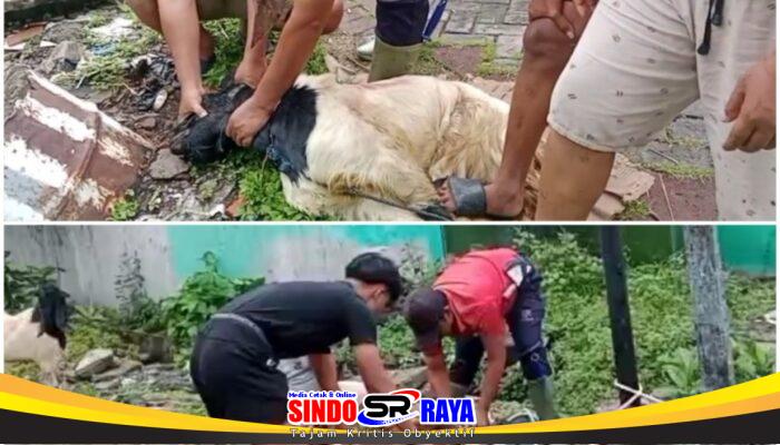 DPP Aliansi Madura Indonesia Bagikan Daging Kurban Iduladha 1447 H dari 1 Sapi dan 5 Kambing