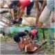DPP Aliansi Madura Indonesia Bagikan Daging Kurban Iduladha 1447 H dari 1 Sapi dan 5 Kambing