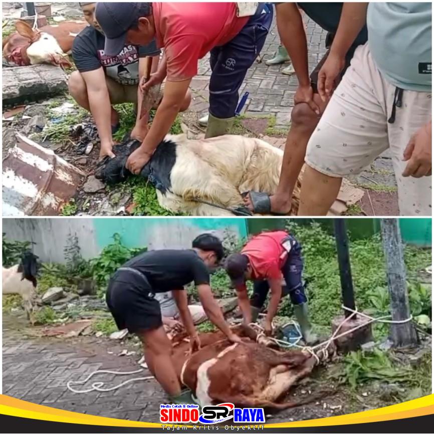 Panitia DPP Aliansi Madura Indonesia menyembelih hewan kurban sapi dan kambing pada Iduladha 1447 H di Surabaya.