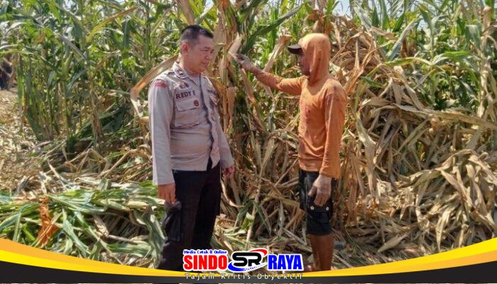 Polsek Winongan Pantau Lahan Jagung di Desa Menyarik Dukung Program Ketahanan Pangan Nasional