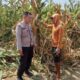 Polsek Winongan Pantau Lahan Jagung di Desa Menyarik Dukung Program Ketahanan Pangan Nasional