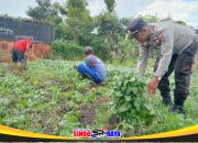 Dukung Ketahanan Pangan, Polres Pelabuhan Tanjung Perak Panen Tanaman holtikultura di Tambak Wedi