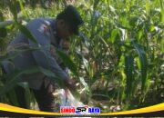 Bhabinkamtibmas Polsek Jambangan memanen benih jagung di lahan BTKD Jambangan untuk mendukung ketahanan pangan Surabaya.