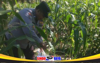Bhabinkamtibmas Polsek Jambangan memanen benih jagung di lahan BTKD Jambangan untuk mendukung ketahanan pangan Surabaya.