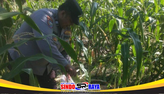 Polsek Jambangan dan Warga Panen Benih Jagung untuk Perkuat Ketahanan Pangan Surabaya