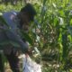 Bhabinkamtibmas Polsek Jambangan memanen benih jagung di lahan BTKD Jambangan untuk mendukung ketahanan pangan Surabaya.