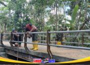 Semangat Gotong Royong, Jembatan Perintis Garuda Jadi Kebanggaan Warga Desa Mangkusip