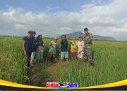 Babinsa Parit Baru Komsos Bersama Petani, Dukung Ketahanan Pangan Wilayah