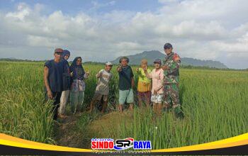 Babinsa Parit Baru Komsos Bersama Petani, Dukung Ketahanan Pangan Wilayah