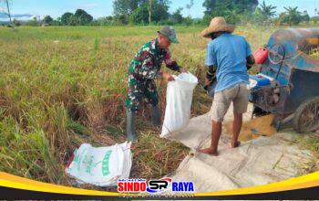Babinsa Batang Alai Utara Ringankan Beban Petani Saat Panen Padi