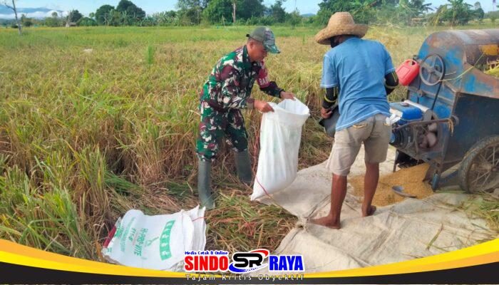 Babinsa Batang Alai Utara Ringankan Beban Petani Saat Panen Padi