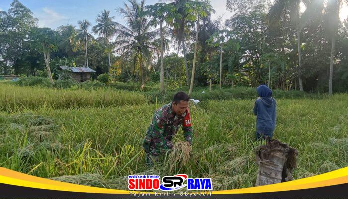 Sentuhan Kepedulian Babinsa di Sawah, Petani Desa Hapalah Rasakan Kehadiran TNI