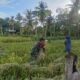 Sentuhan Kepedulian Babinsa di Sawah, Petani Desa Hapalah Rasakan Kehadiran TNI