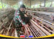 Babinsa Koramil 1002-06/Barabai Dorong Produktivitas Peternakan Ayam Petelur Warga